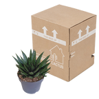 Gasteria 'd Due (Haworthia) – Ø17 cm, 35 cm høj