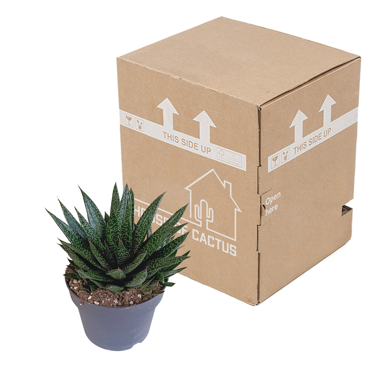 Gasteria 'd Due (Haworthia) – Ø17 cm, 35 cm høj