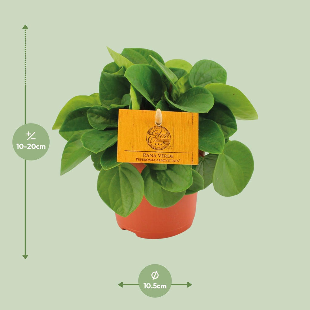 Peperomia Rana Verde – Ø11 cm, 15 cm høj