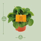 Peperomia Rana Verde – Ø11 cm, 15 cm høj
