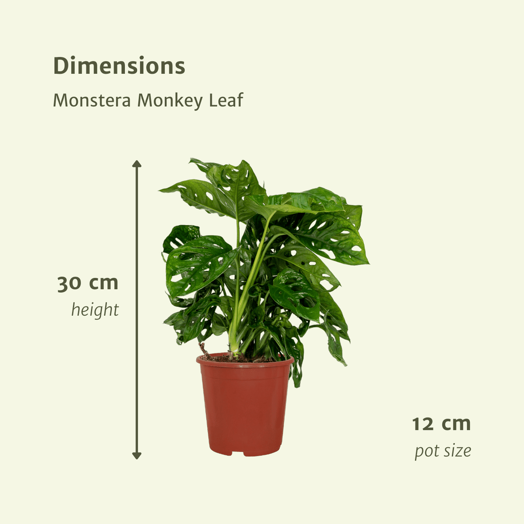 2× Monstera Monkey Leaf (plante percée) – Ø12 cm, 30 cm de haut