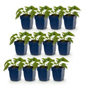Rudbeckia fulgida 'Goldsturm' (Black-eyed Susan) – yellow – 12 plants, Ø11 cm, 15–25 cm tall