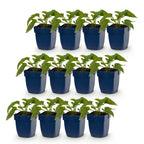Rudbeckia fulgida 'Goldsturm' (Black-eyed Susan) – yellow – 12 plants, Ø11 cm, 15–25 cm tall