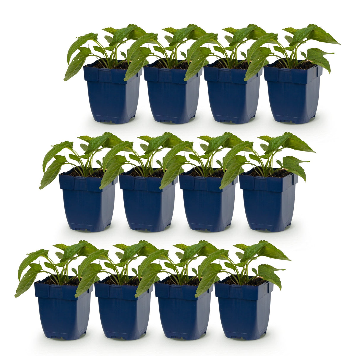Rudbeckia fulgida 'Goldsturm' (Black-eyed Susan) – yellow – 12 plants, Ø11 cm, 15–25 cm tall – photo 2