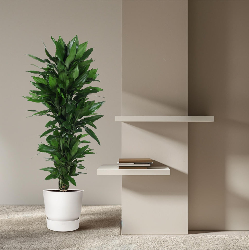 Dracaena Janet Lind vertakt (drakenboom) – Ø27 cm, 140 cm hoog