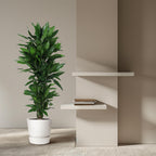 Dracaena Janet Lind vertakt (drakenboom) – Ø27 cm, 140 cm hoog