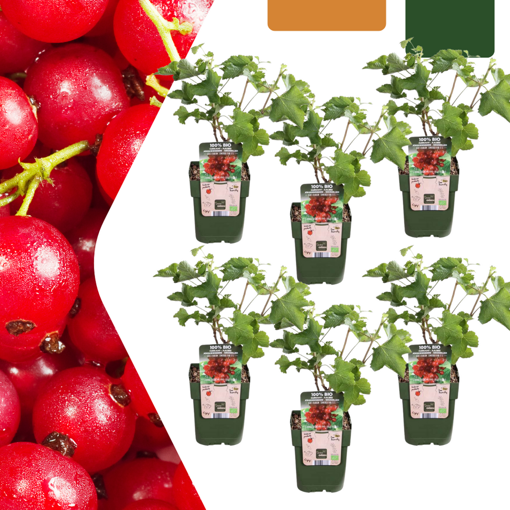 Ribes uva-crispa biologique – 6 plants, Ø 13 cm, 20 cm de haut