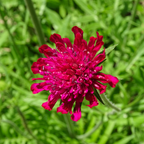 Knautia macedonica (beemdkroon) – 48 planten, Ø9 cm, 10–25 cm hoog