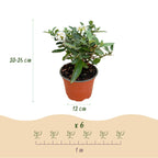 Buddleja davidii 'Butterfly Candy Little White' (vlinderstruik) – wit – 3 planten, Ø12 cm, 20–25 cm hoog