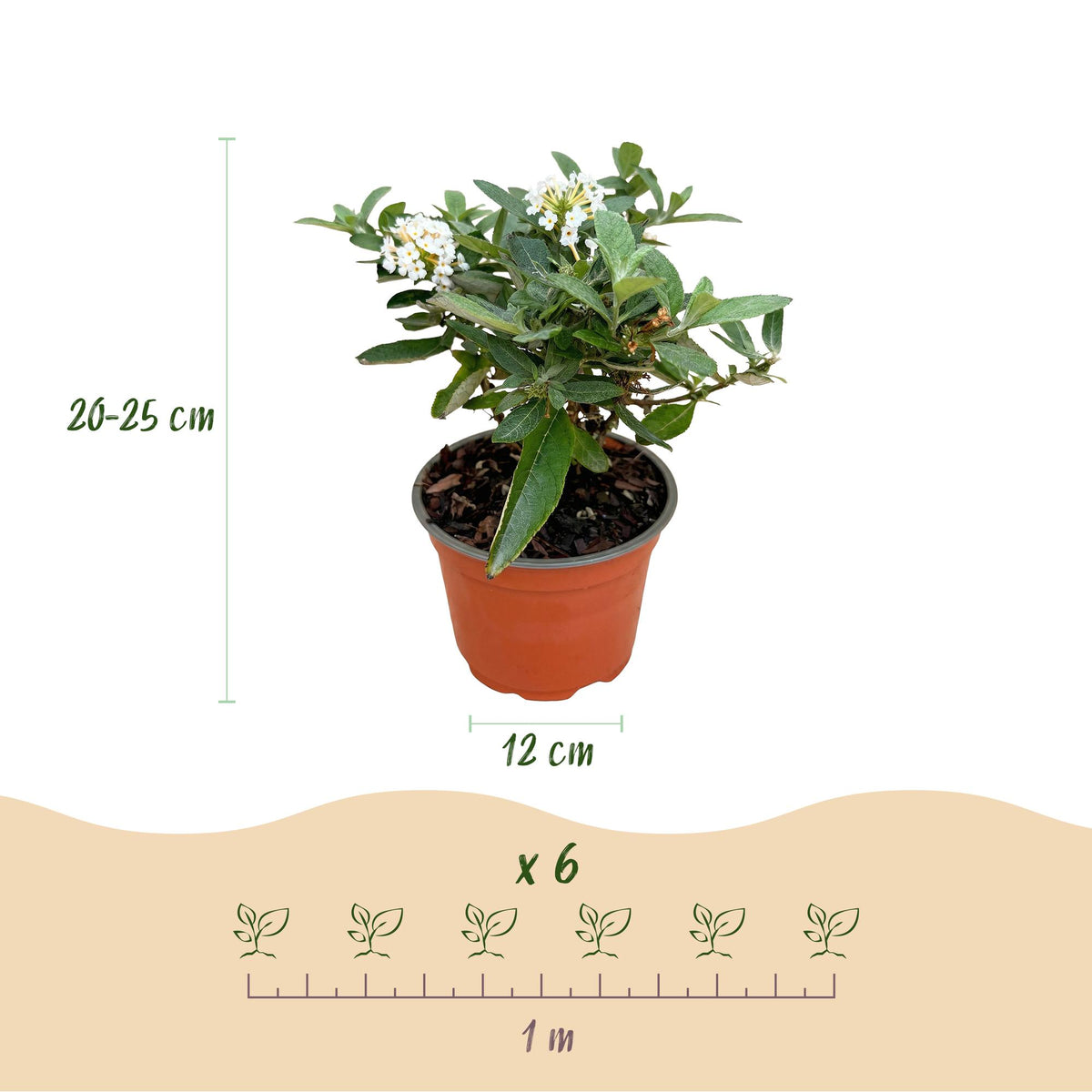 Buddleja davidii 'Butterfly Candy Little White' (vlinderstruik) – wit – 3 planten, Ø12 cm, 20–25 cm hoog