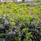 Euphorbia amygdal. 'Robbiae' (Wolfsmilch) – 6 Pflanzen, Ø9 cm, 10–25 cm hoch