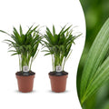 2× Areca lutescens (Dypsis) – Ø12 cm, 45 cm de haut