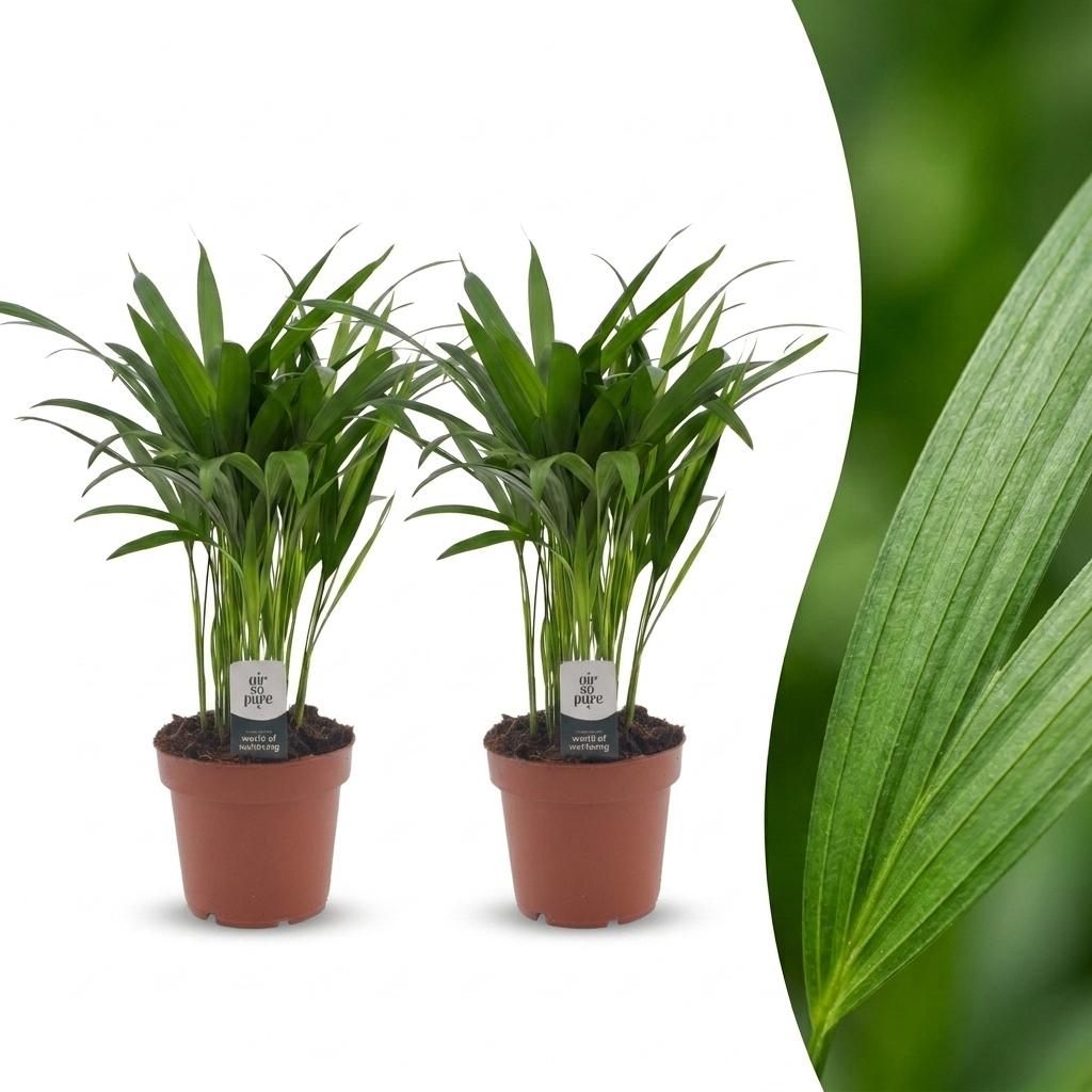 2× Areca lutescens (Dypsis) – Ø12 cm, 45 cm høj