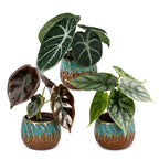 3× Baby Alocasia Tricolour (elefantøre) incl. Copper Reef – Ø6 cm, 12 cm høj