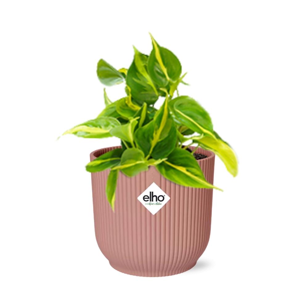 Philodendron scandens ‘Brasil’ in ELHO Vibes Fold 14cm roze – 20 cm hoog