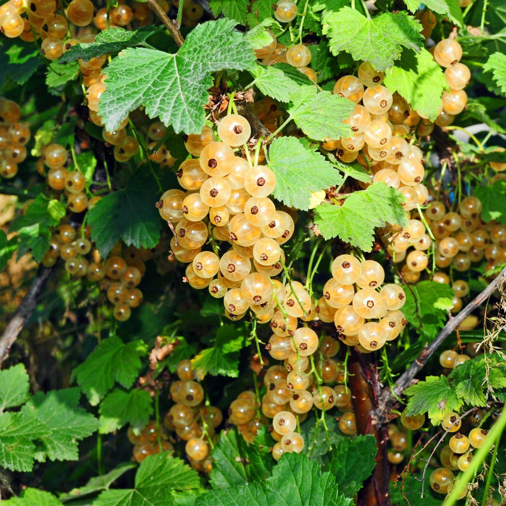 Ribes rubrum 'Parel' (Johannisbeerpflanze) – 2 Pflanzen, Ø 15 cm, 50 cm hoch – Bild 5