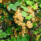 Ribes rubrum 'Parel' (Johannisbeerpflanze) – 2 Pflanzen, Ø 15 cm, 50 cm hoch
