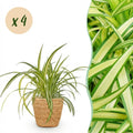 4× Chlorophytum comosum Variegatum (spider plant) with basket – Ø12 cm, 20 cm high