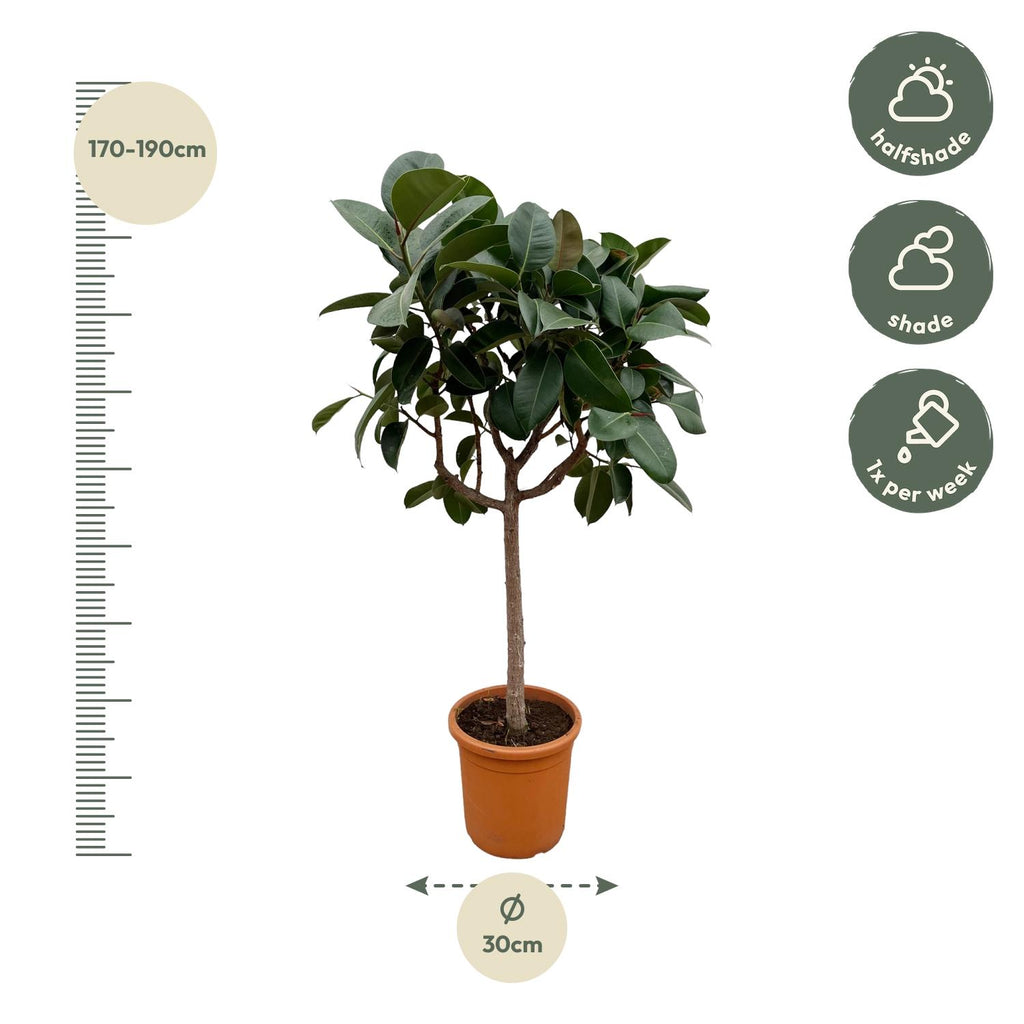 Ficus elastica Robusta sur tige (plante caoutchouc) – Ø35 cm, 170 cm de haut