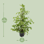 Ficus benjamina Goldenking (Weiner-Ficus) – Ø 21 cm, 95 cm hoch