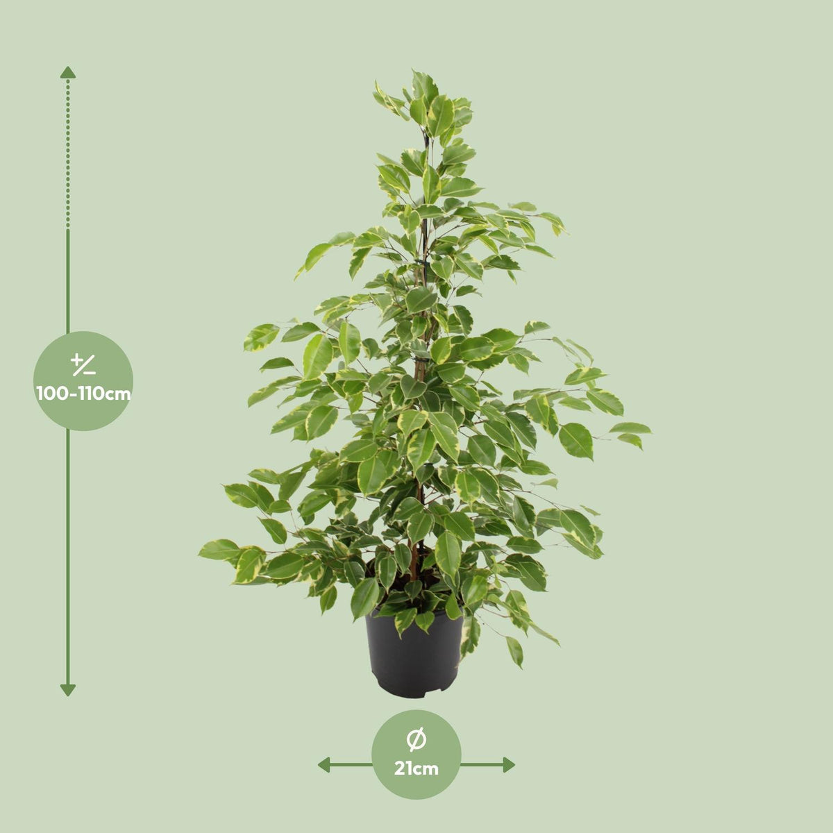 Ficus benjamina Goldenking (grædefigus) – Ø21 cm, 95 cm høj