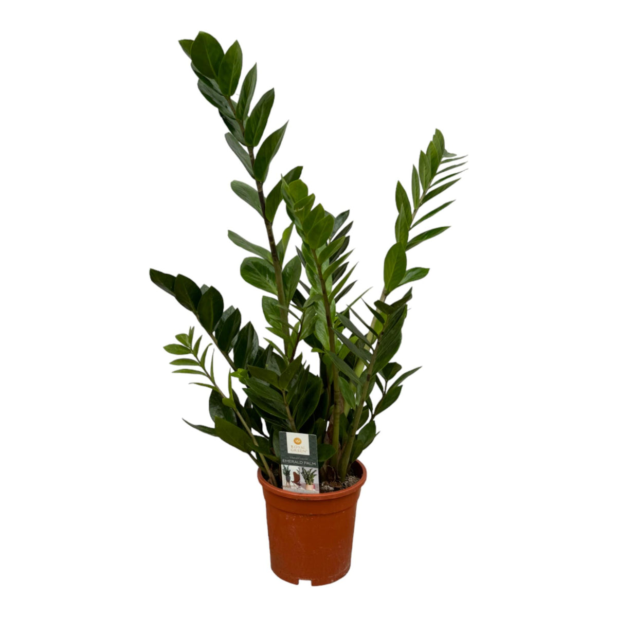 Zamioculcas (zz-plant) – Ø17 cm, 70 cm hoog