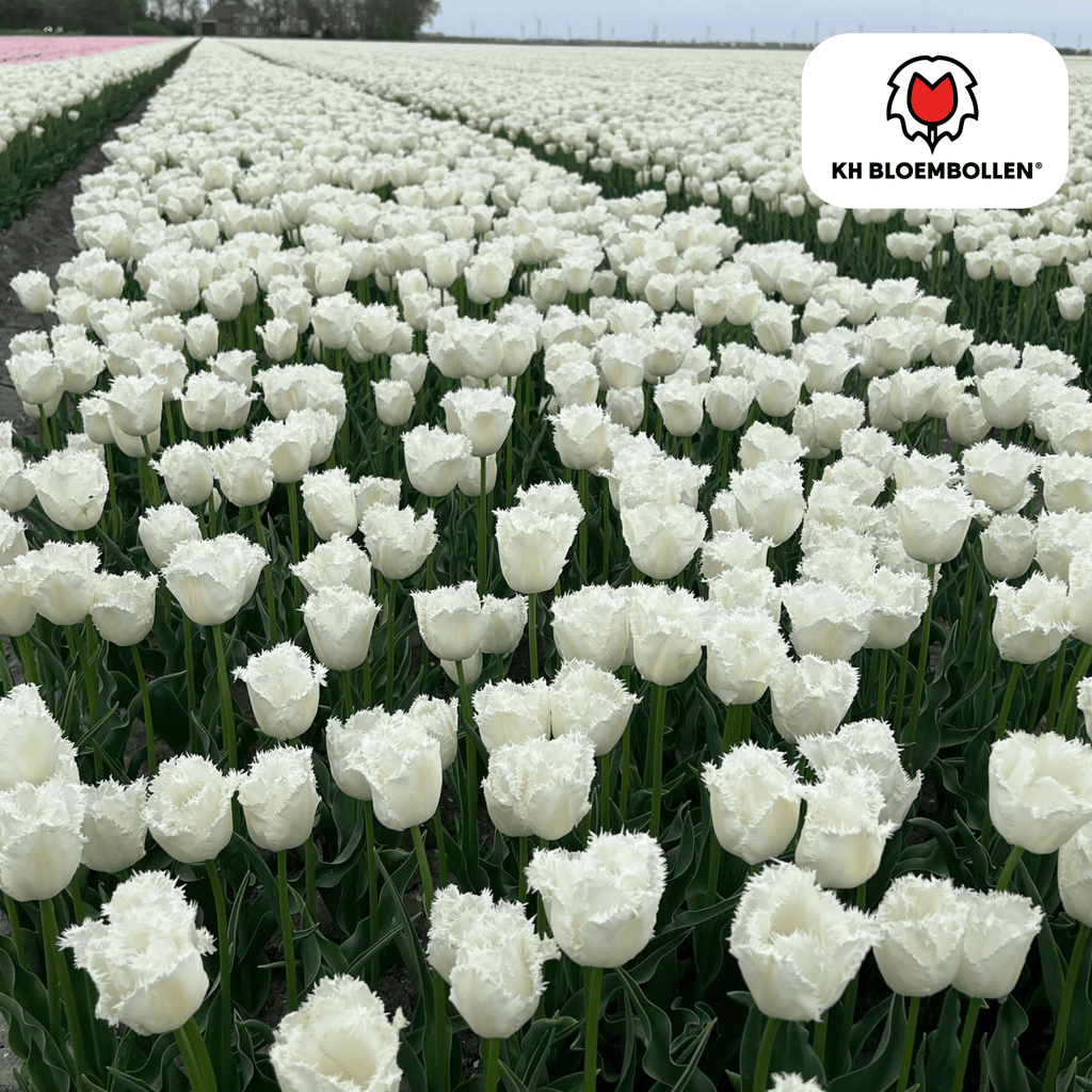 Tulp 'Honeymoon' – 20 bloembollen (bolmaat 11/12)