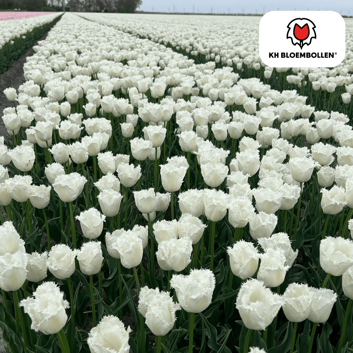 Tulp 'Honeymoon' – 20 bloembollen (bolmaat 11/12)