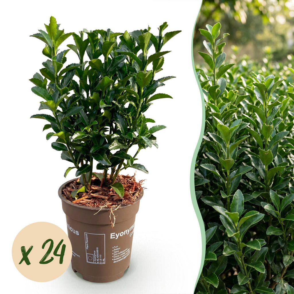 Euonymus japonica 'Green Spire' (osmanthus du Japon) – 24 plants, Ø9 cm, 20–25 cm de haut