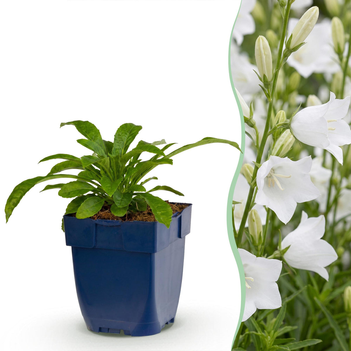 Campanula pers. 'Alba' (perzikbladklokje) – wit – 12 planten, Ø11 cm, 15–25 cm hoog