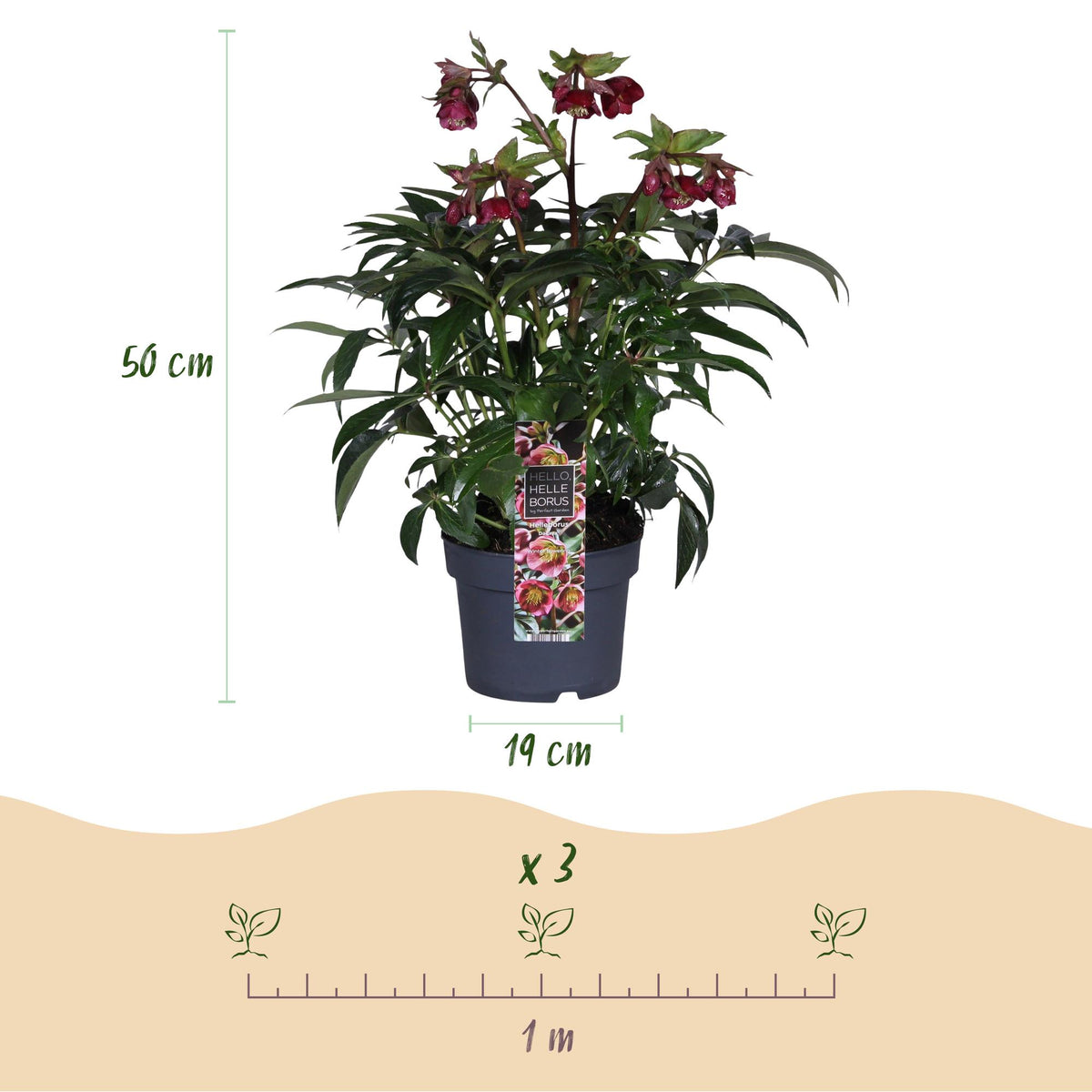 Helleborus 'Dacaya' (roze bloem) – Ø19 cm, 50 cm hoog – foto 3