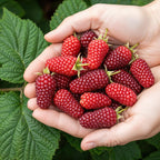 Rubus 'Tayberry' (taybes) – 3 planten, Ø9 cm, 35 cm hoog