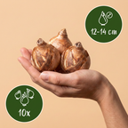 Narcisse 'Macaron Bloss' – 10 bulbes (taille 12/14)