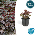 Heuchera mic. 'Palace Purple' (bell heather) – 12 plants, Ø9 cm, 10–25 cm high