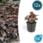 Heuchera mic. 'Palace Purple' (bell heather) – 12 plants, Ø9 cm, 10–25 cm high