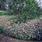 Aster ageratoides 'Asran' – 6 plants, Ø9 cm, 10–25 cm tall