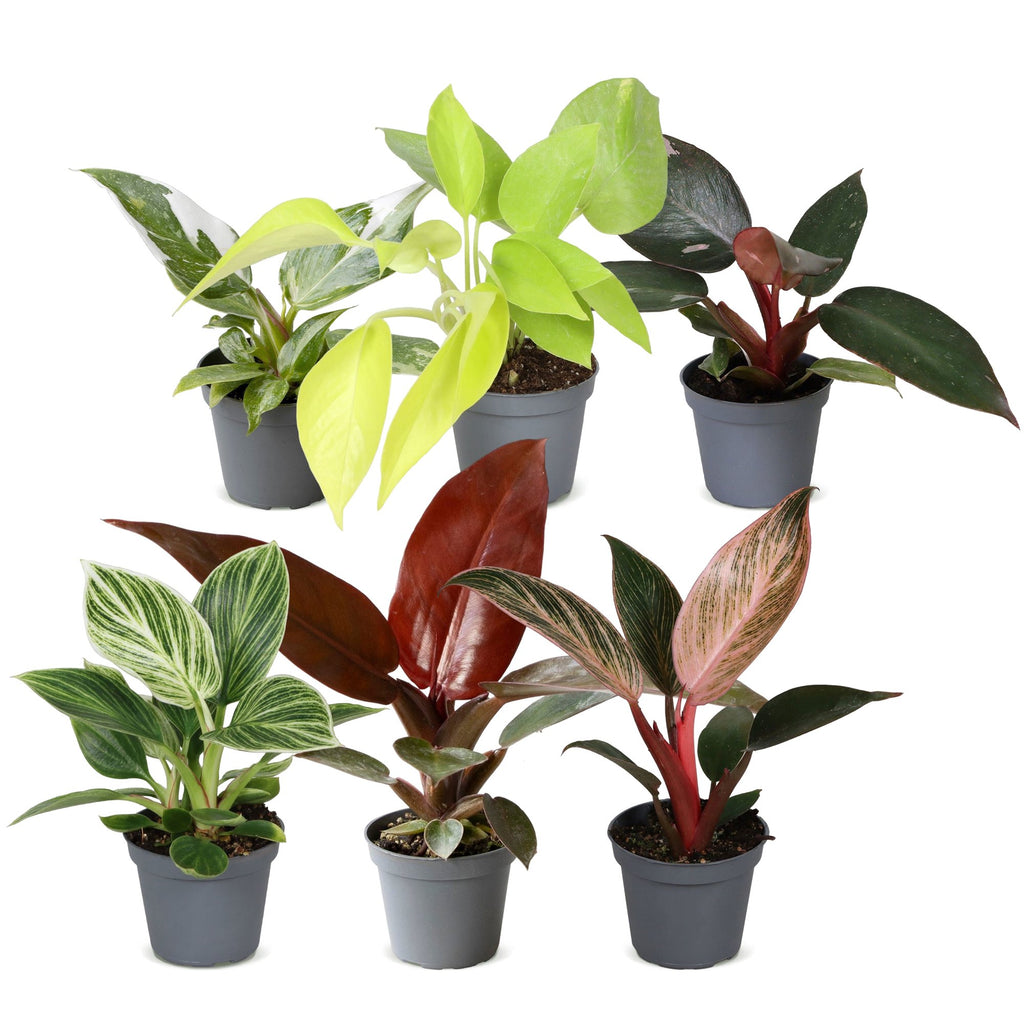 6× Philodendron bébé Family – Ø6 cm, 10–15 cm de haut – photo 2