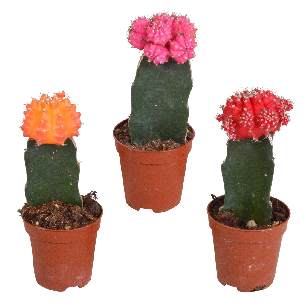 3× Euphorbia meloformis variegata – Ø6 cm, 22 cm høj