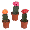 3× Euphorbia meloformis variegata – Ø6 cm, 22 cm høj