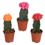 3× Euphorbia meloformis variegata – Ø6 cm, 22 cm høj