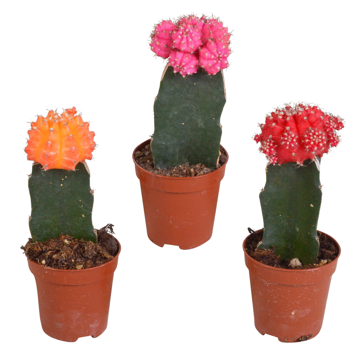 3× Euphorbia meloformis variegata – Ø6 cm, 22 cm høj
