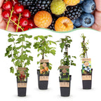 Ribes (Regenbogen) – 4 Pflanzen, Ø15 cm, 50 cm hoch
