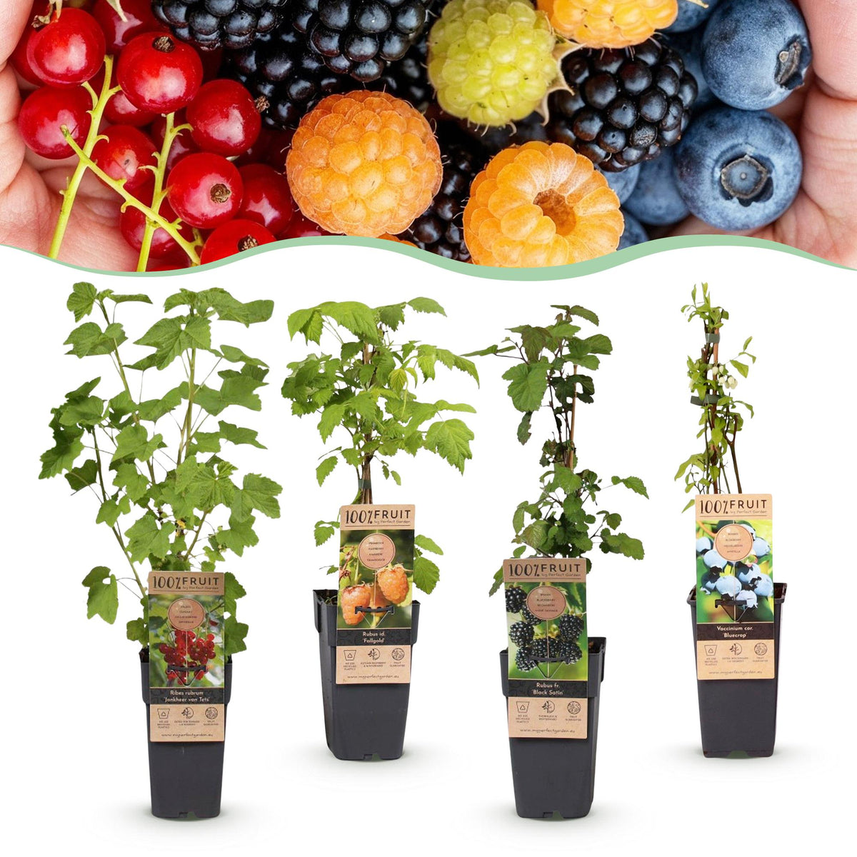 Ribes (Regenbogen) – 4 Pflanzen, Ø15 cm, 50 cm hoch