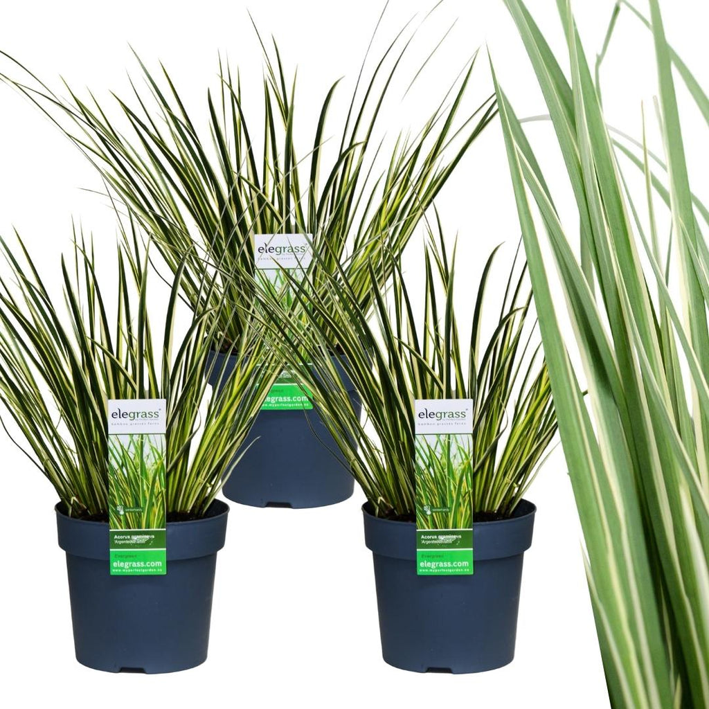 Acorus gramineus 'Argenteostriatus' (sweet flag) – 3 plants, Ø14 cm, 30 cm high