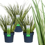 Acorus gramineus 'Argenteostriatus' (sweet flag) – 3 plants, Ø14 cm, 30 cm high
