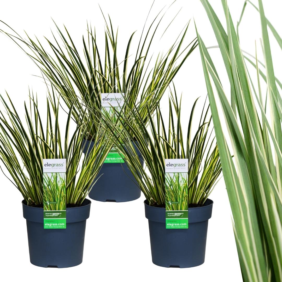 Acorus gramineus 'Argenteostriatus' (sweet flag) – 3 plants, Ø14 cm, 30 cm high