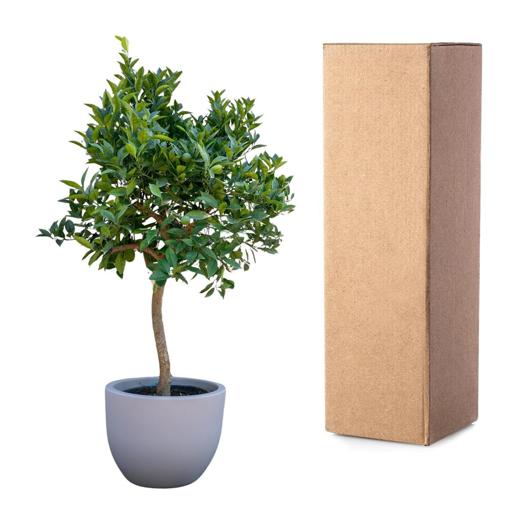 Citrus tree (Citrus) – Ø35 cm, 200 cm high – photo 3