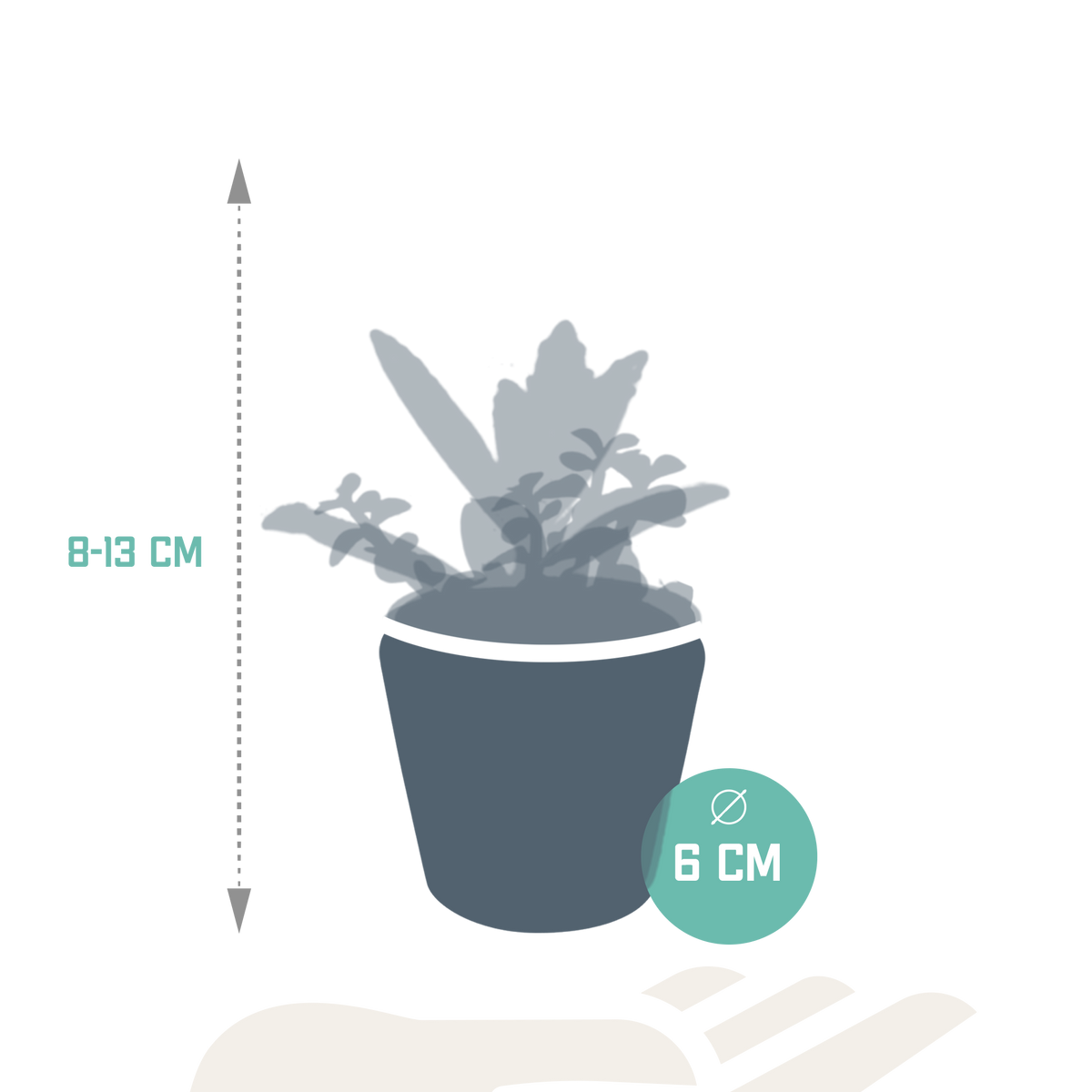 Sukkulenten – Ø 6 cm, 13 cm hoch