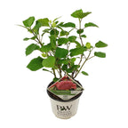 Hydrangea arbo. 'Pink Annabelle' (hortensia) – Ø19 cm, 30 cm de haut