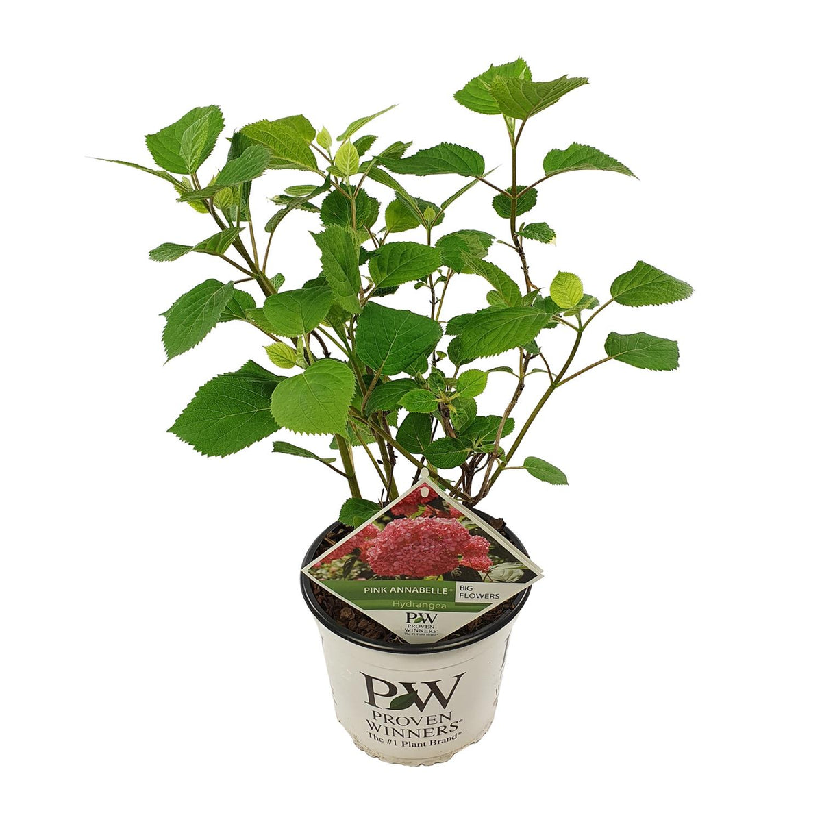 Hydrangea arbo. 'Pink Annabelle' (hortensia) – Ø19 cm, 30 cm hoog
